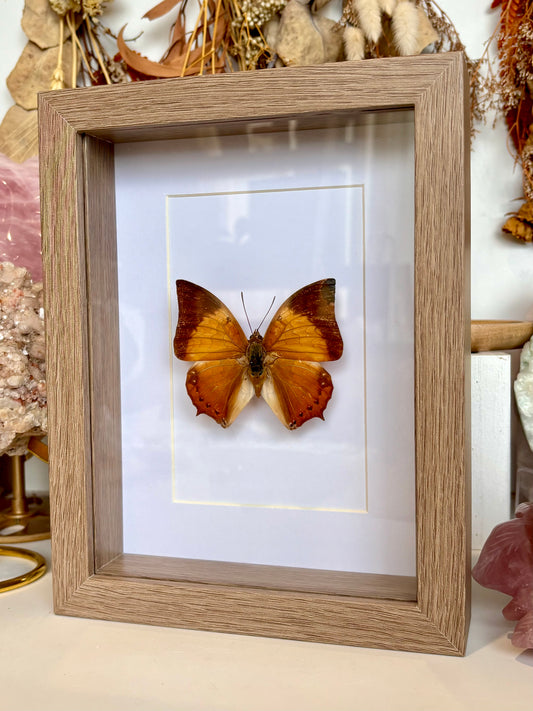 Tawny Raja Butterfly - Revived
