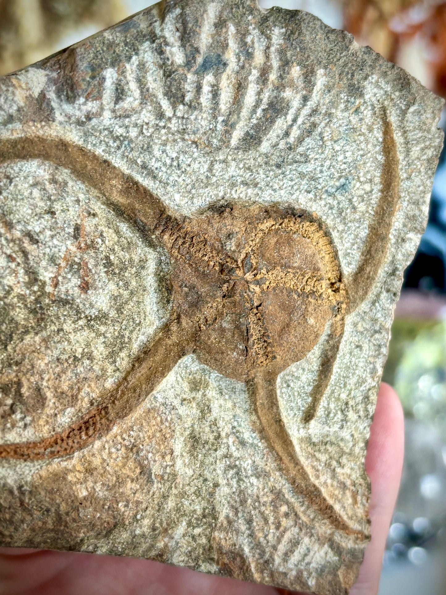 Ophiuroidea Fossil - Brittle Starfish