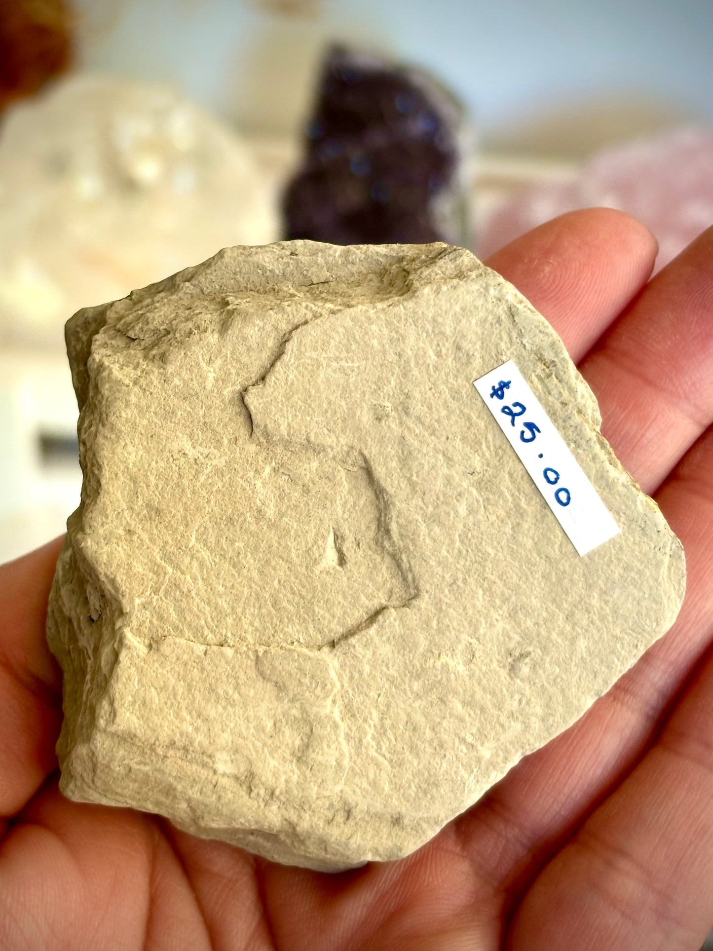 Elrathia Kingii Trilobite Fossil