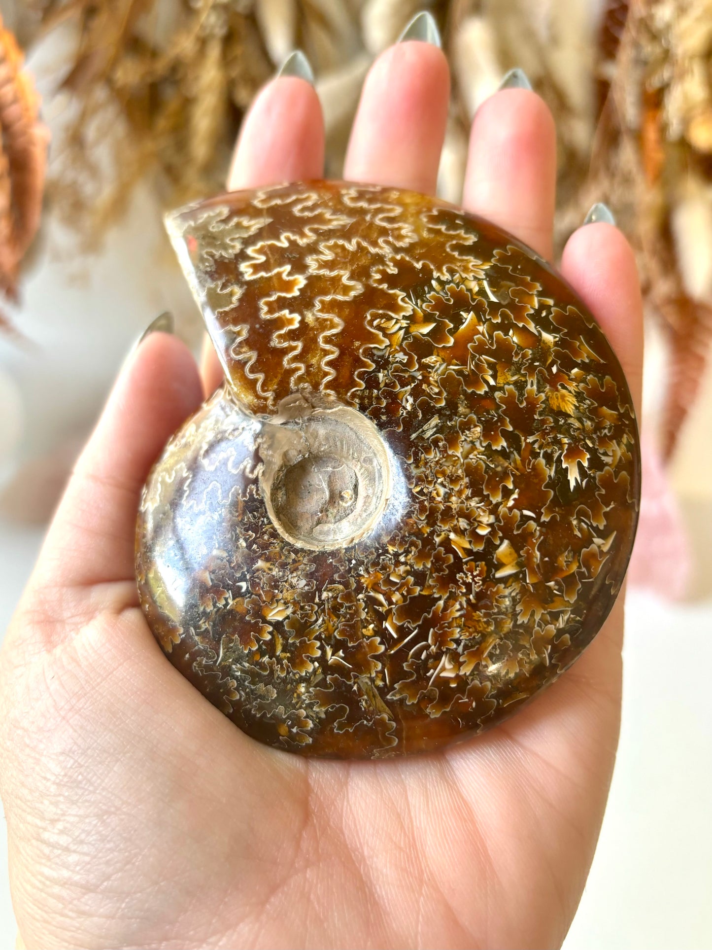 Ammonite (A)