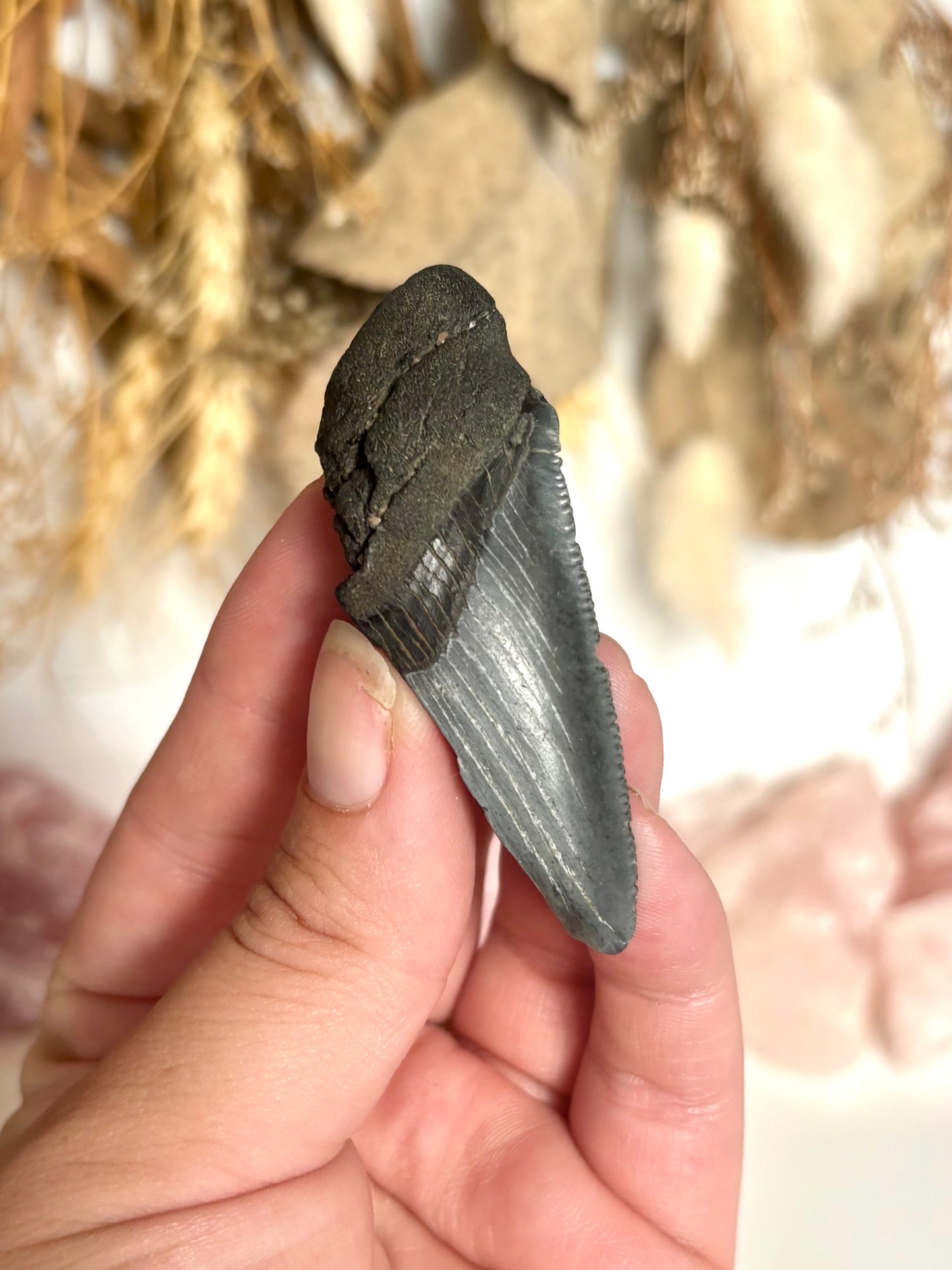 Megalodon Tooth (2)
