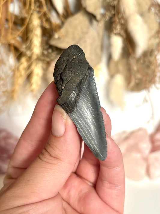 Megalodon Tooth (2)