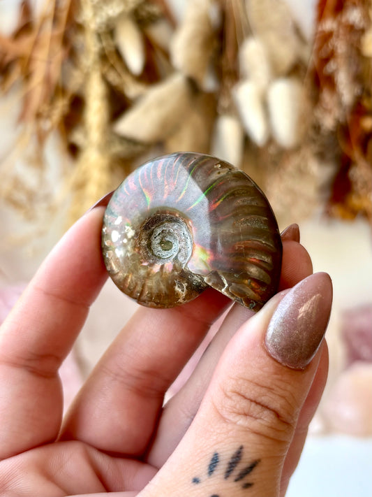 Fossilised Ammonite
