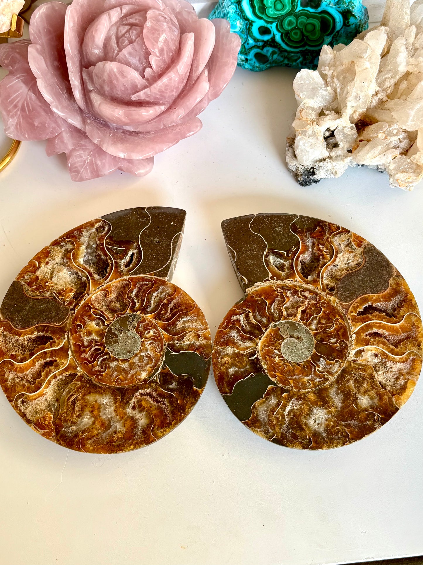 Large Ammonite Cut Pair