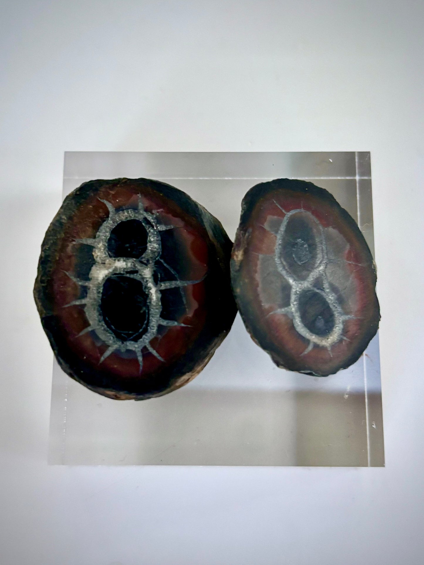 Septarian (Thunder Egg) Cut Pair