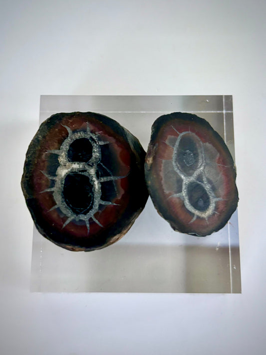 Septarian (Thunder Egg) Cut Pair