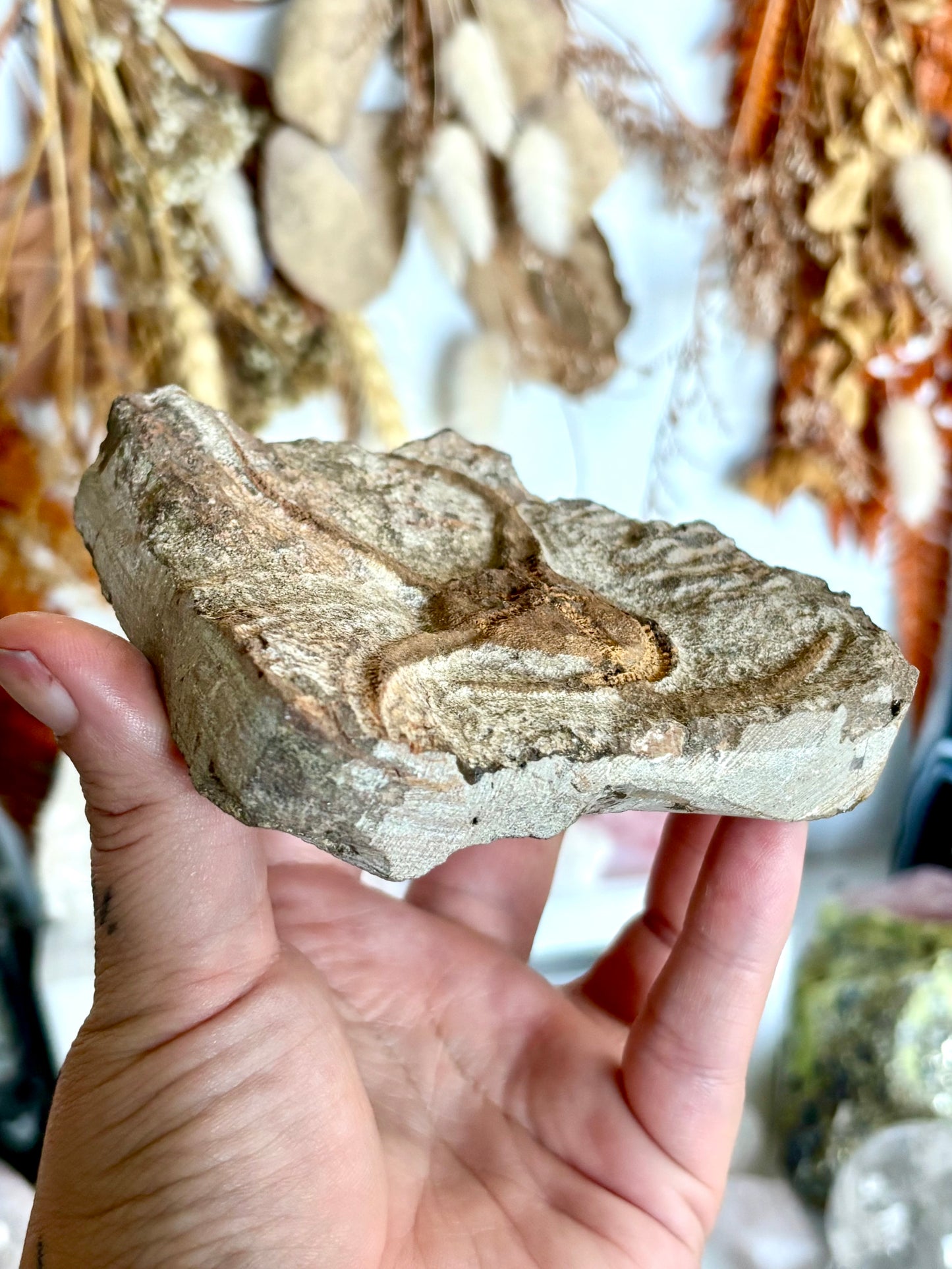 Ophiuroidea Fossil - Brittle Starfish