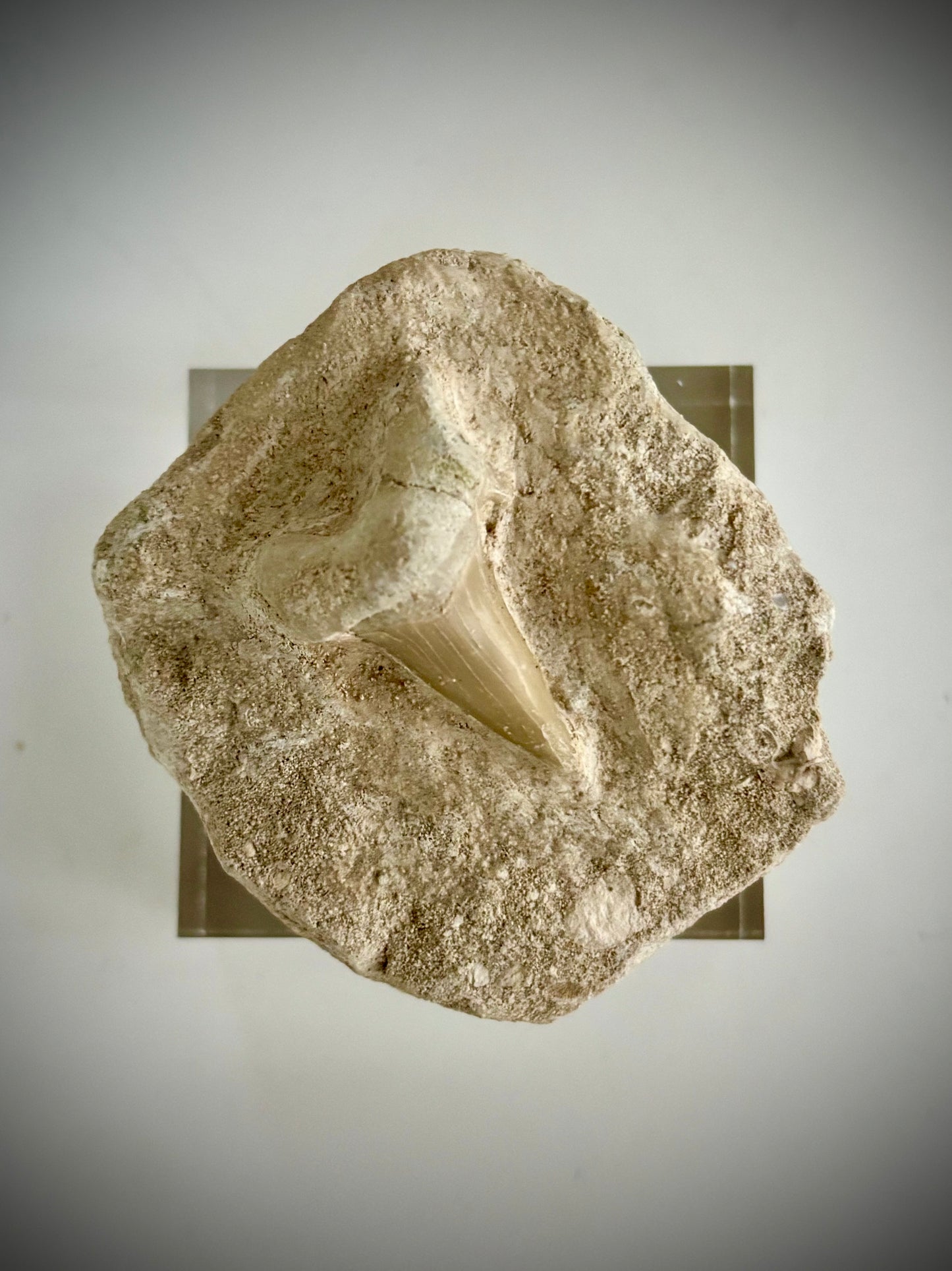 Fossilised Otodus Obliquus Shark Tooth in Limestone Matrix