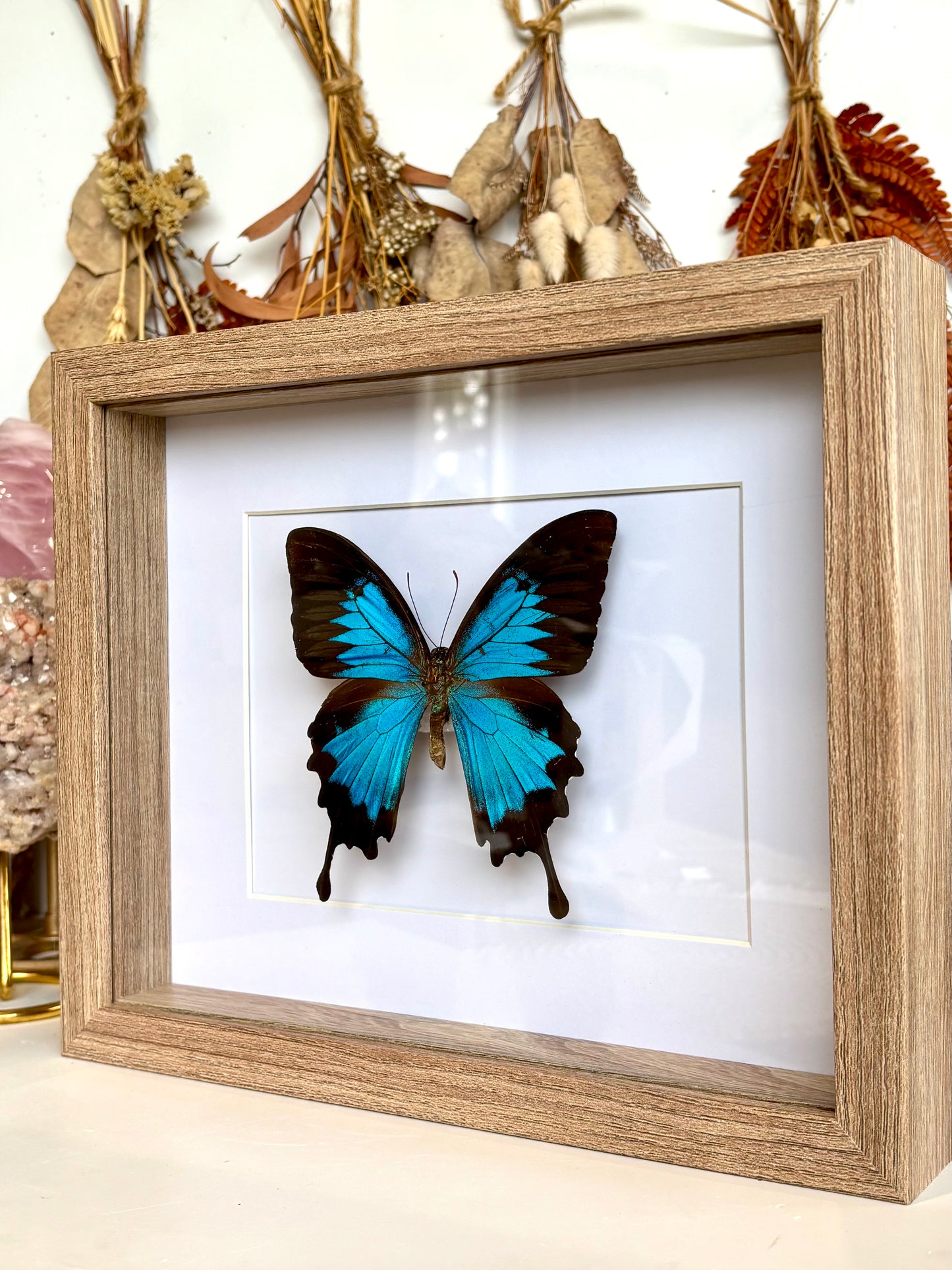 Papilio Ulysses - Blue Emporer - Revived