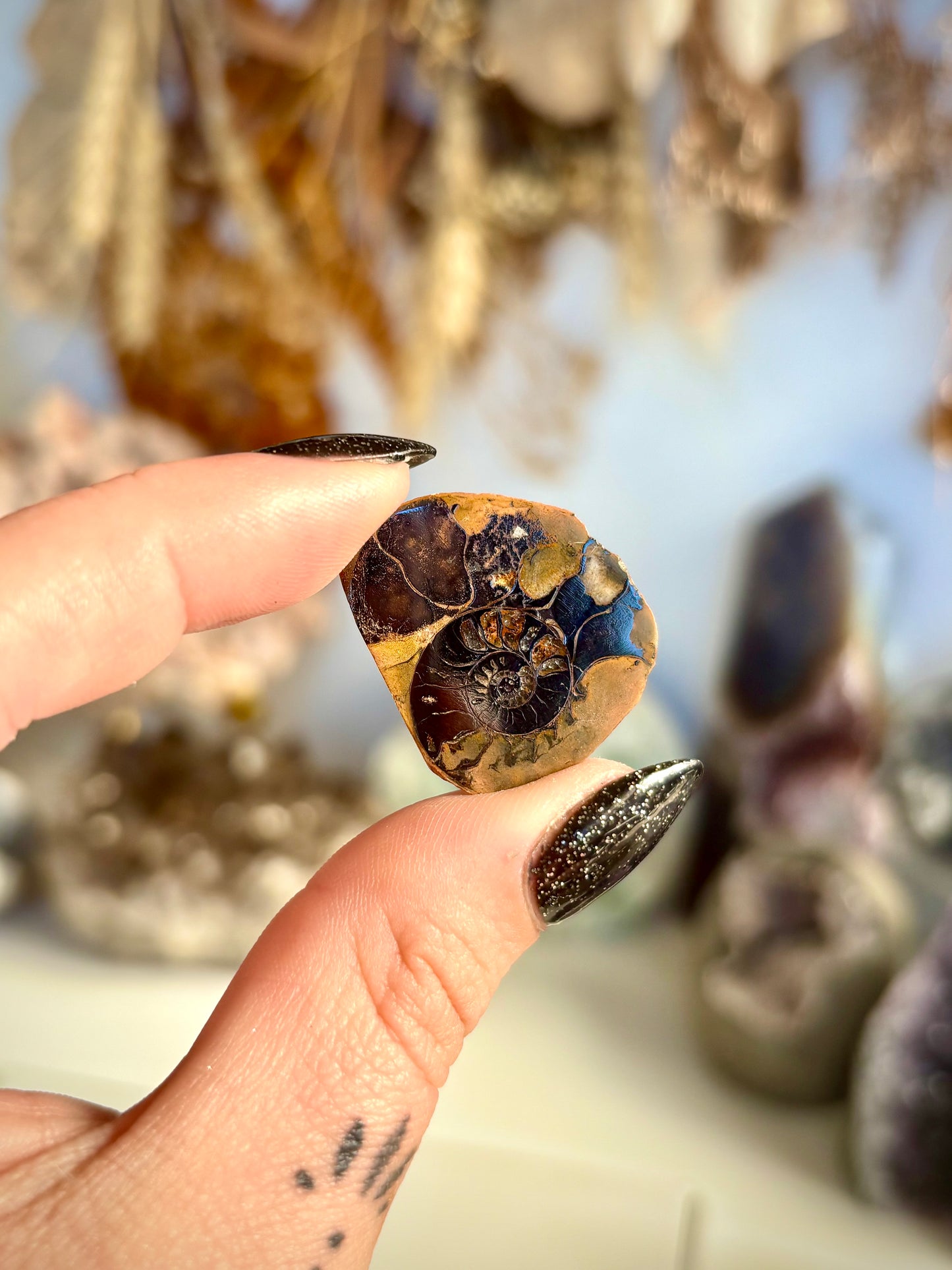 Hematised Ammonite Pair