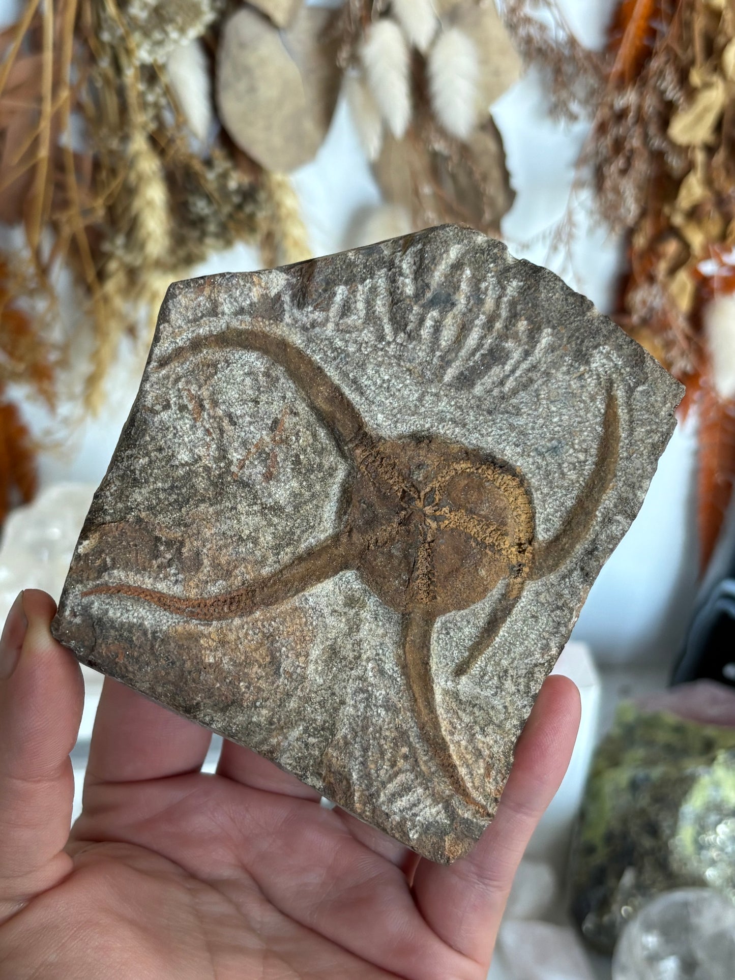 Ophiuroidea Fossil - Brittle Starfish