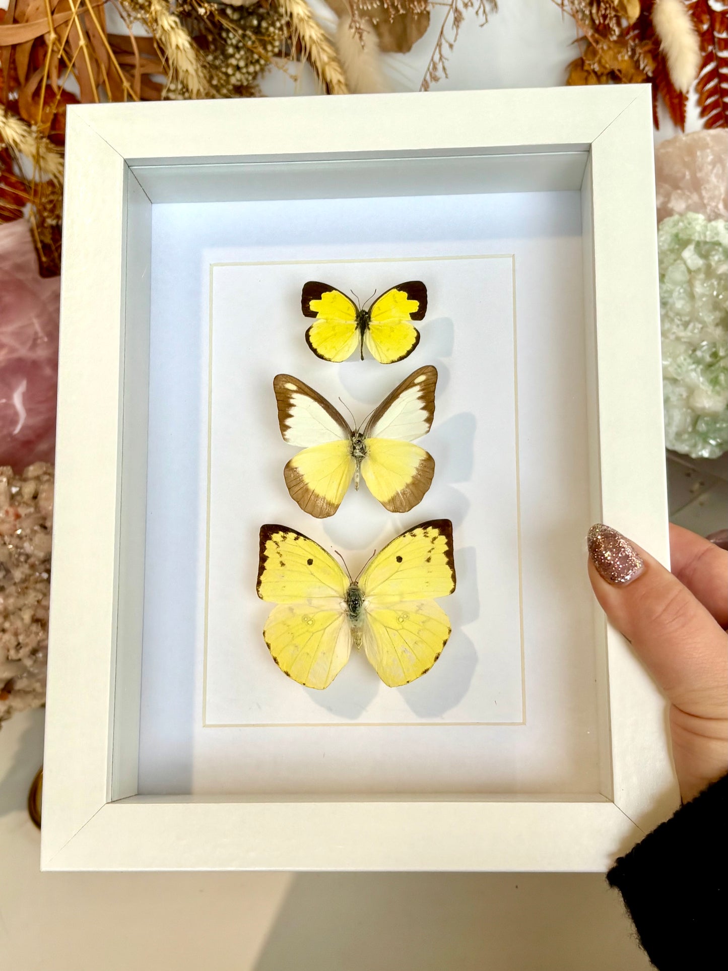 Pieridae Trio - Revived