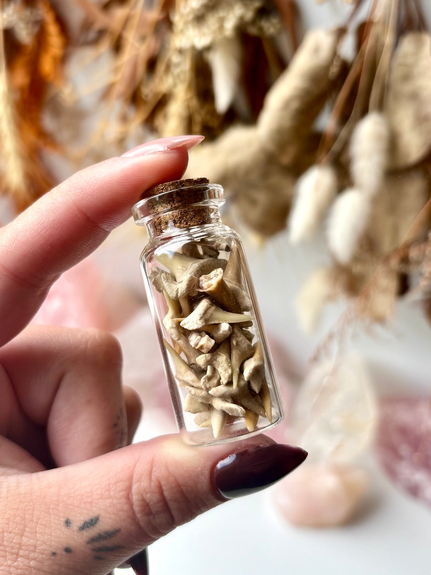 Fossil Shark Teeth Jar