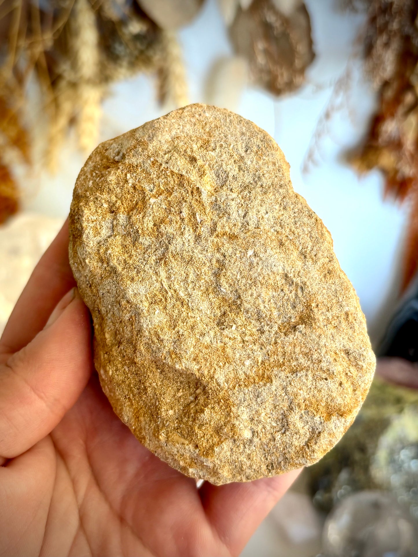 Mosasaur Tooth Fossil set in matrix