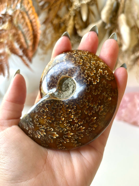 Ammonite (B)