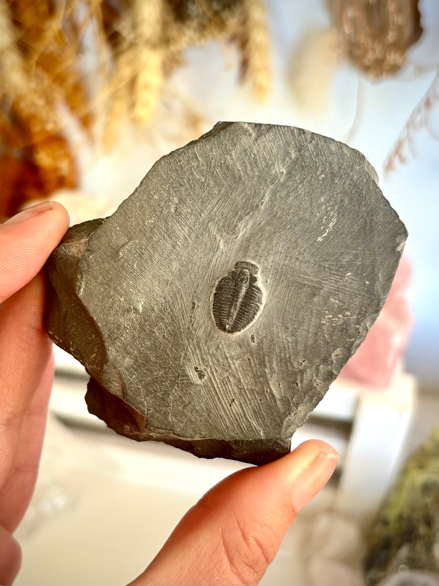 Elrathia Kingii Trilobite Fossil