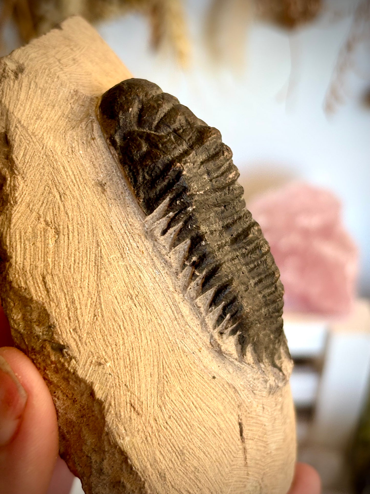 Crotalocephalina Trilobite Fossil