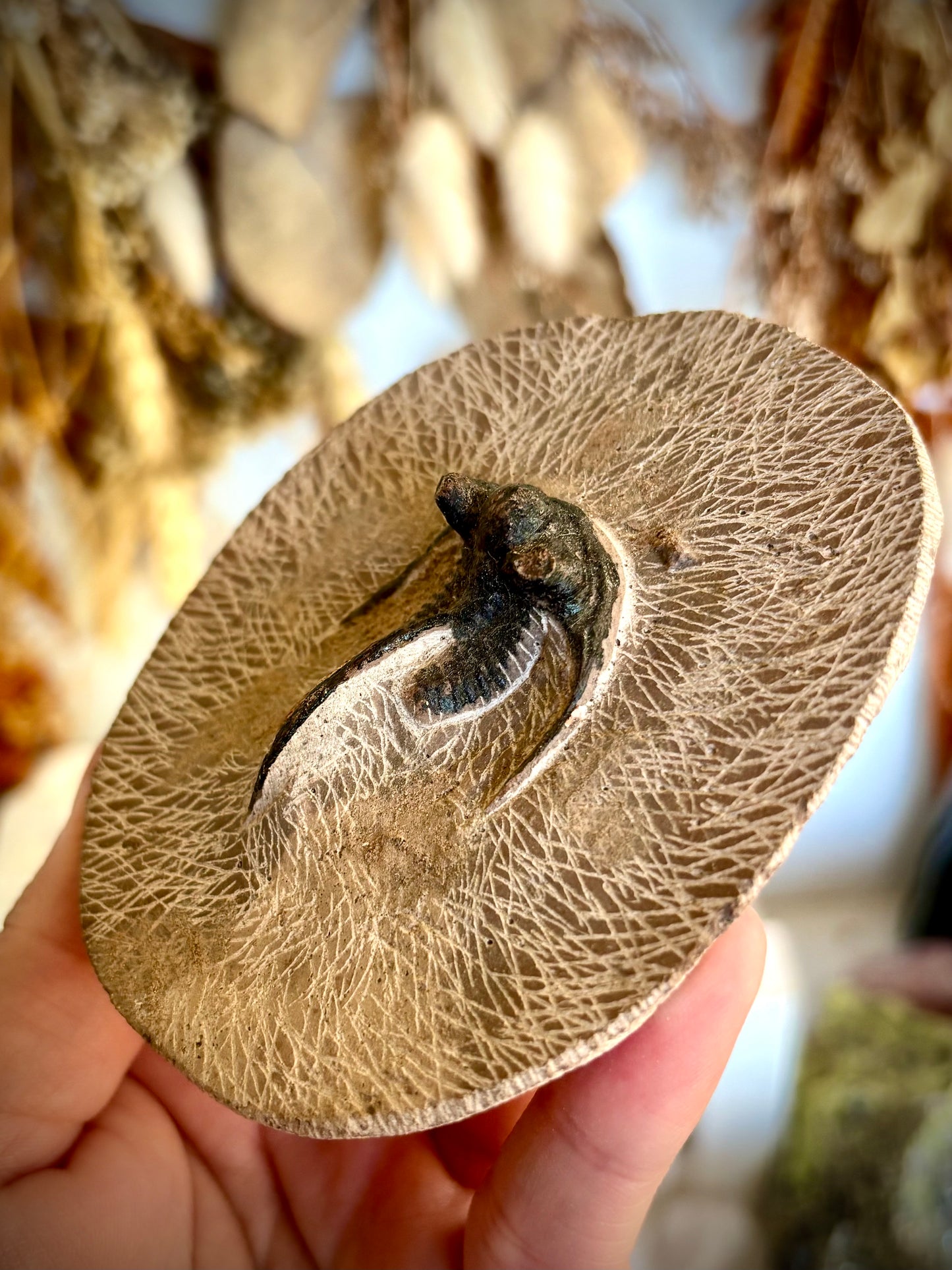 Dicranurus Monstrosus Trilobite Fossil