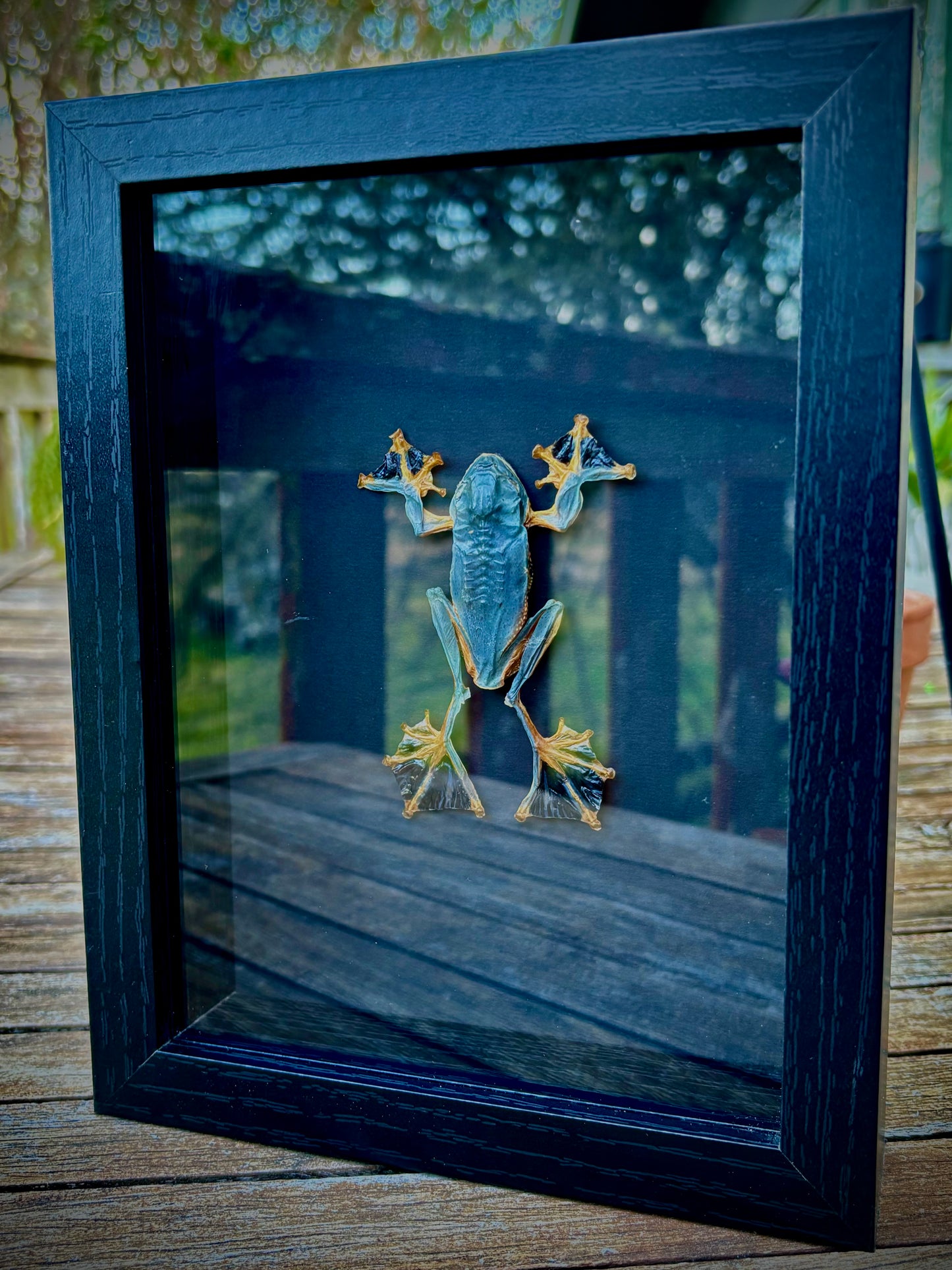 Black Webbed Tree Frog