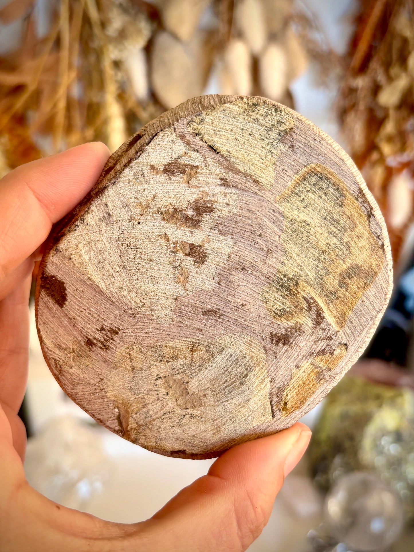 Dicranurus Monstrosus Trilobite Fossil