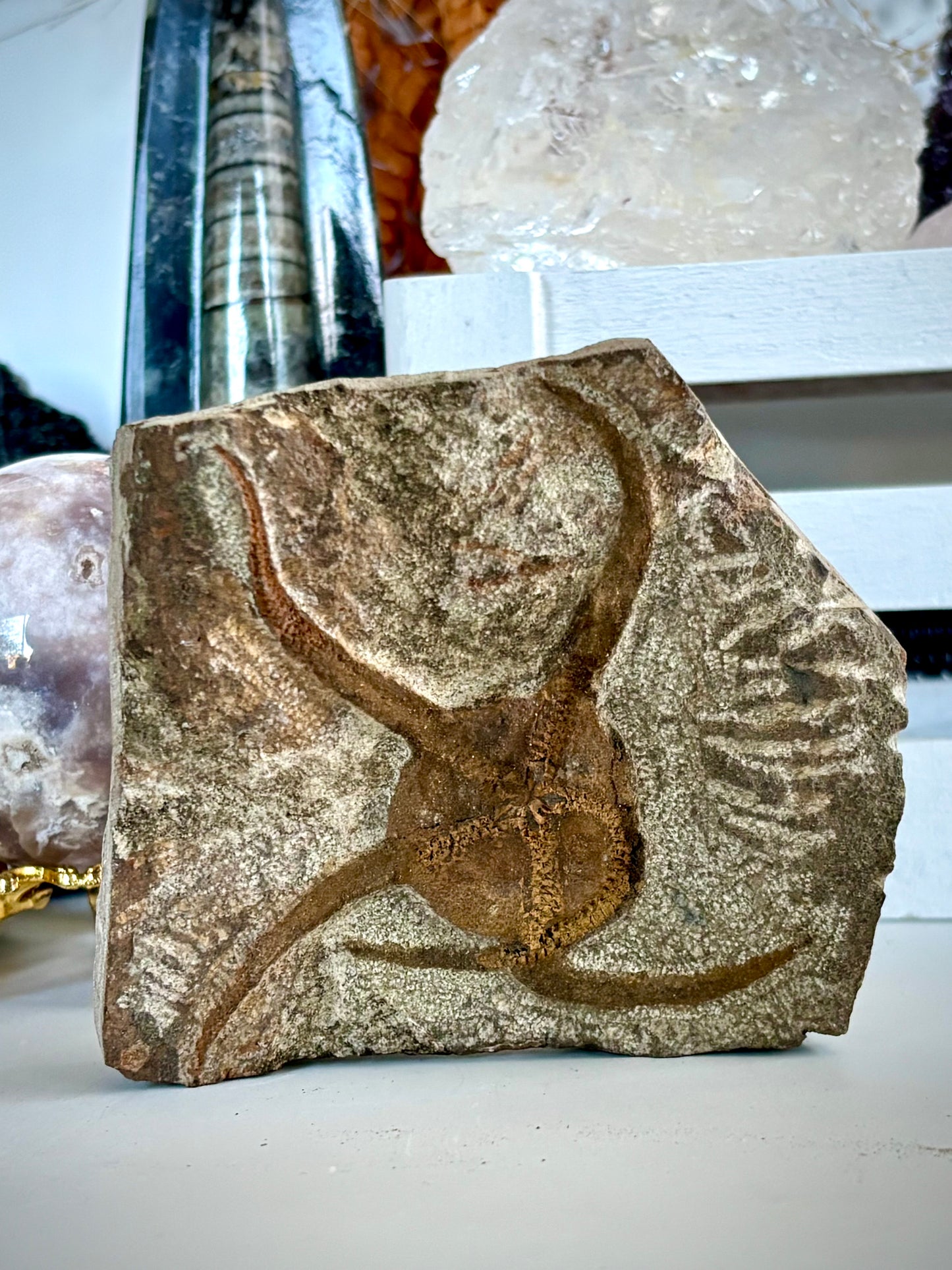 Ophiuroidea Fossil - Brittle Starfish