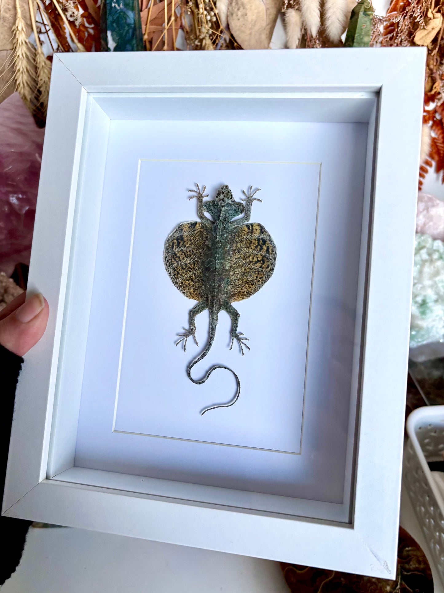 Bearded Flying Dragon (Draco Haematopogon)