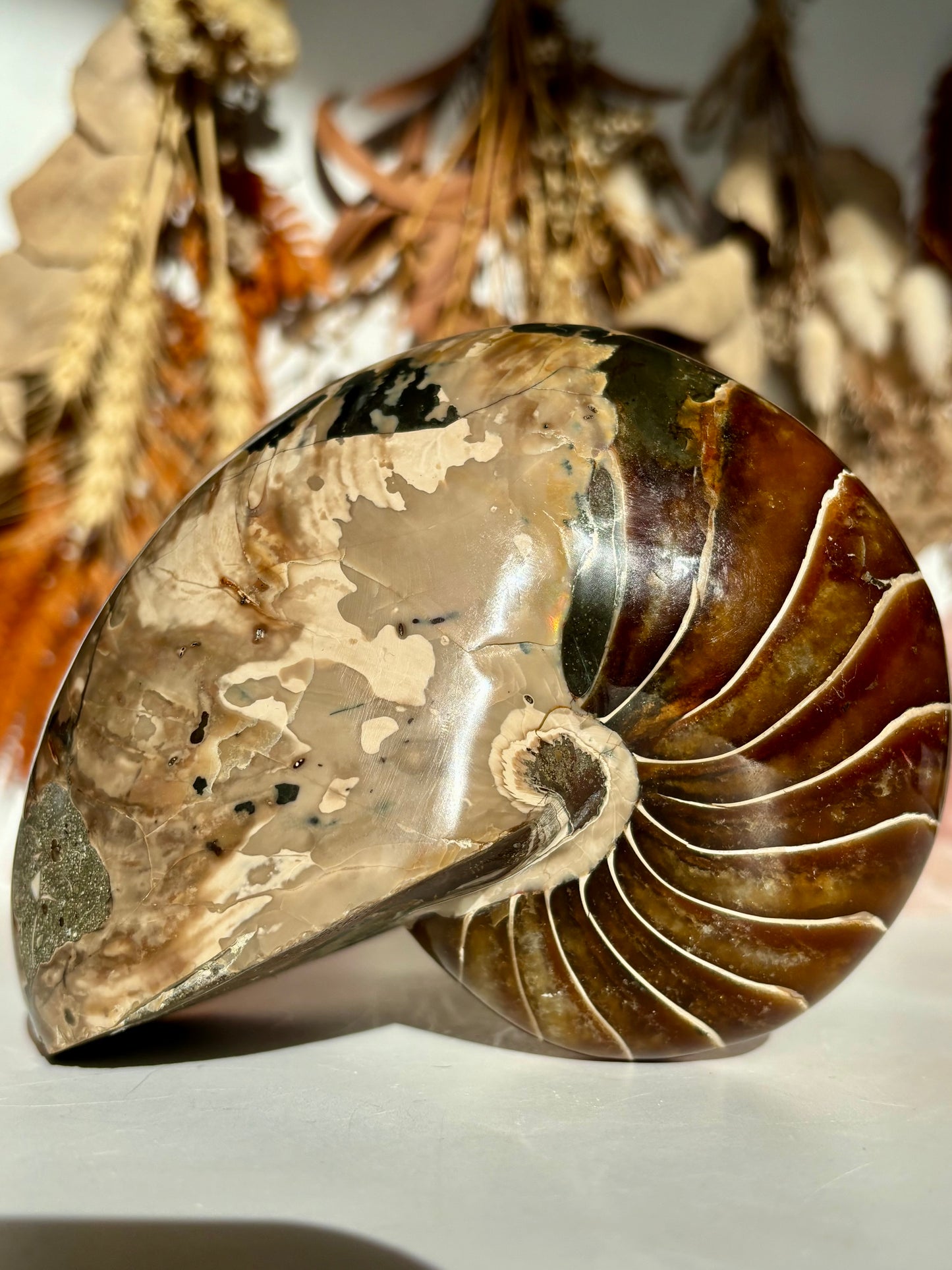 Fossilised Nautilus (Rare)
