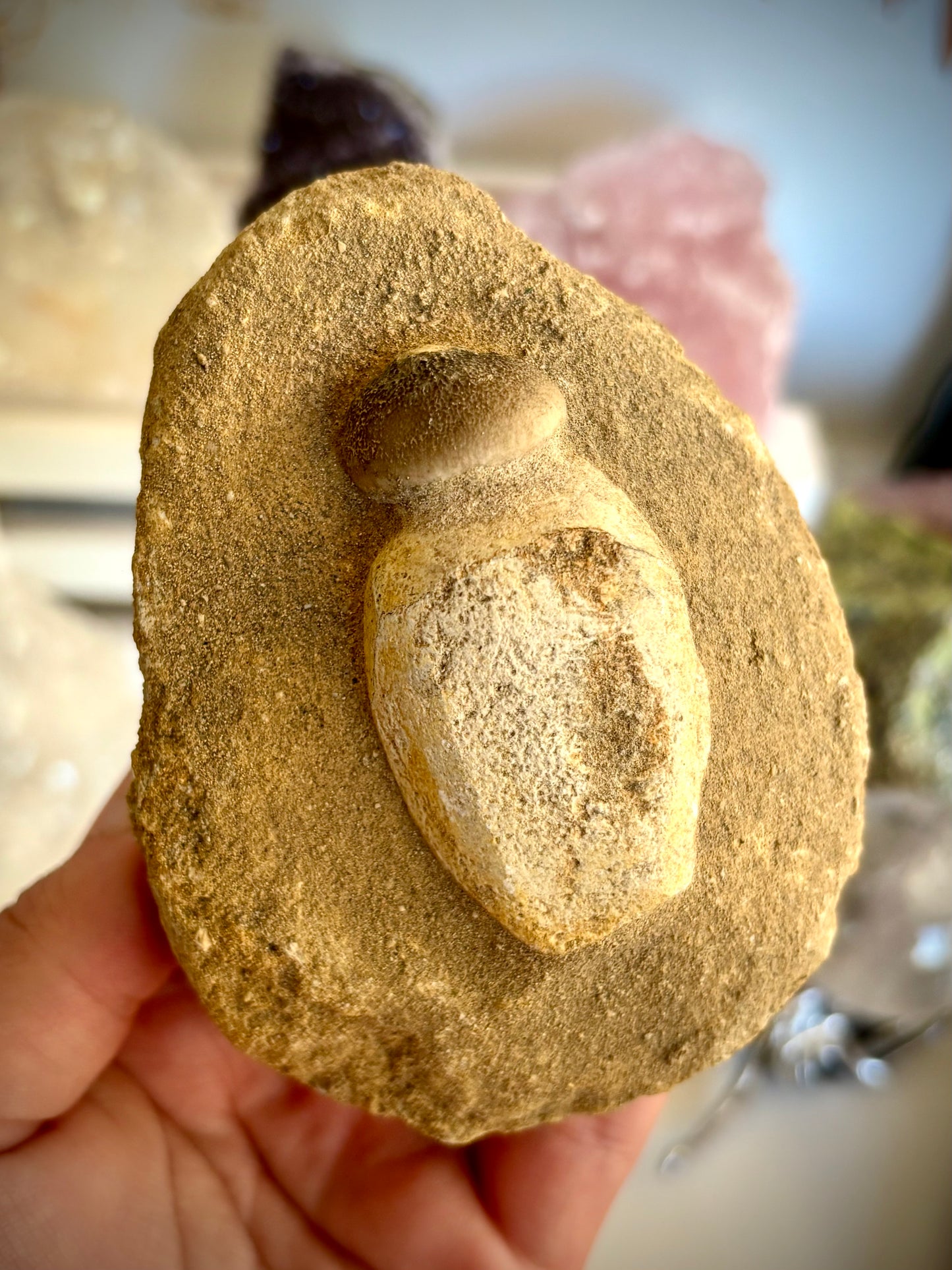 Mosasaur Tooth Fossil set in matrix