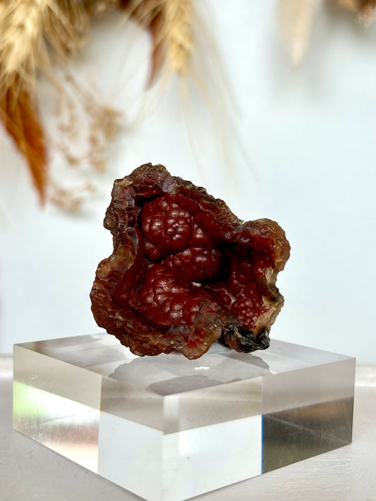 Red Fox Agate Botryoidal Geode (Rare)