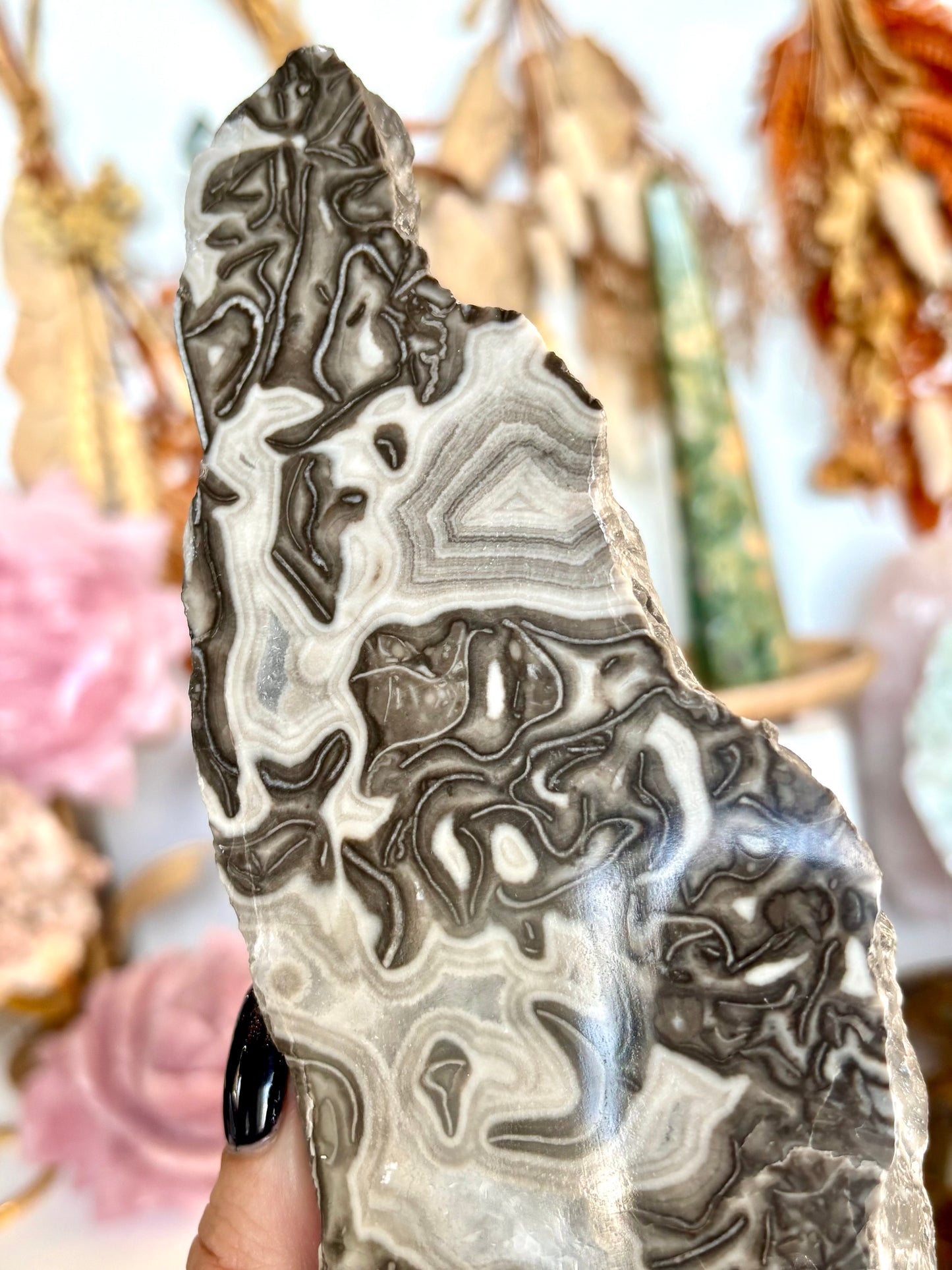 Semi-Polished Fossilised Grey Stomatolite Cutbase