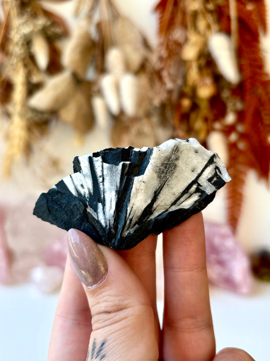 Chrysanthemum Stone Specimen