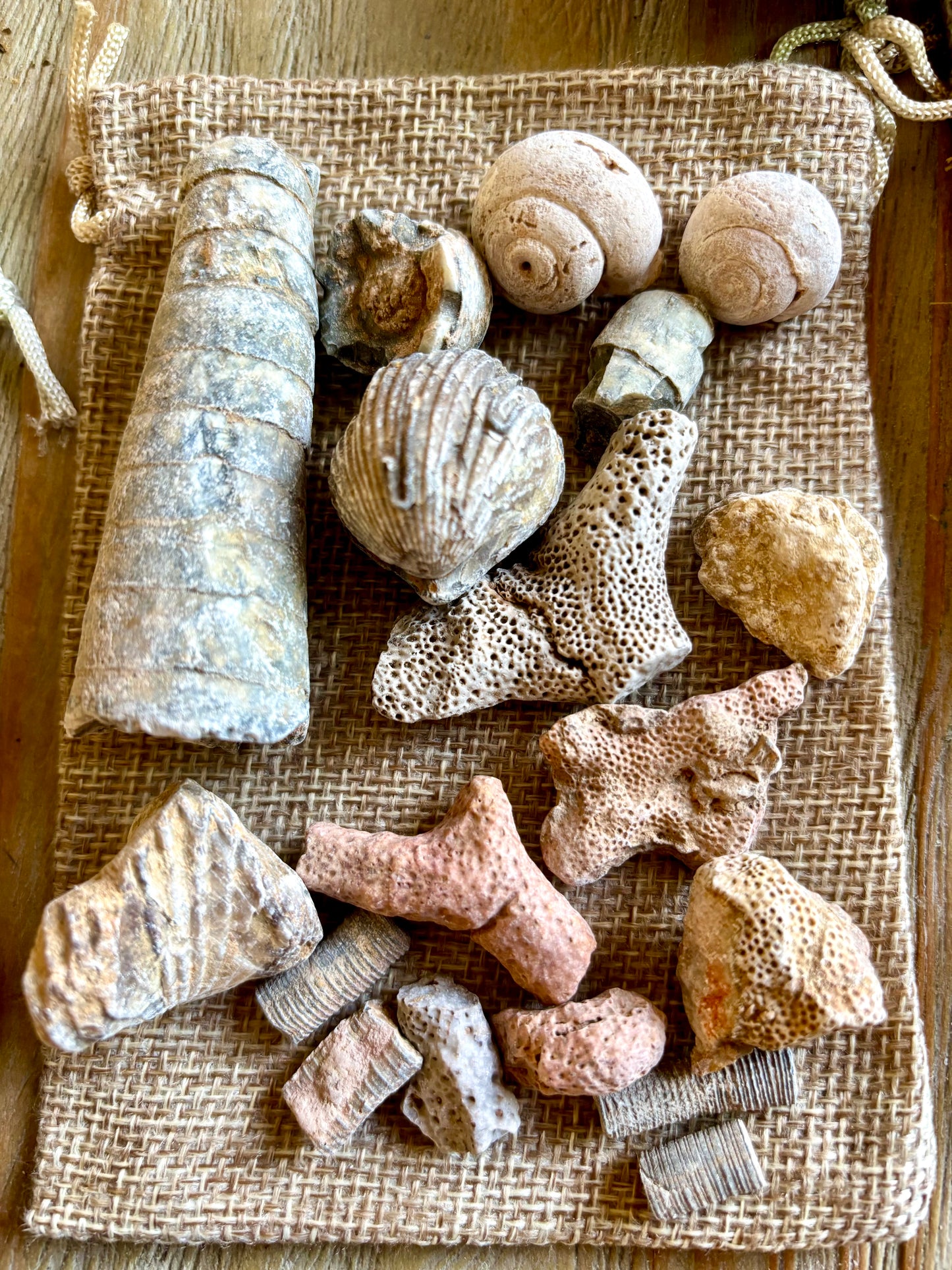 Fossil Assortment (in bag)