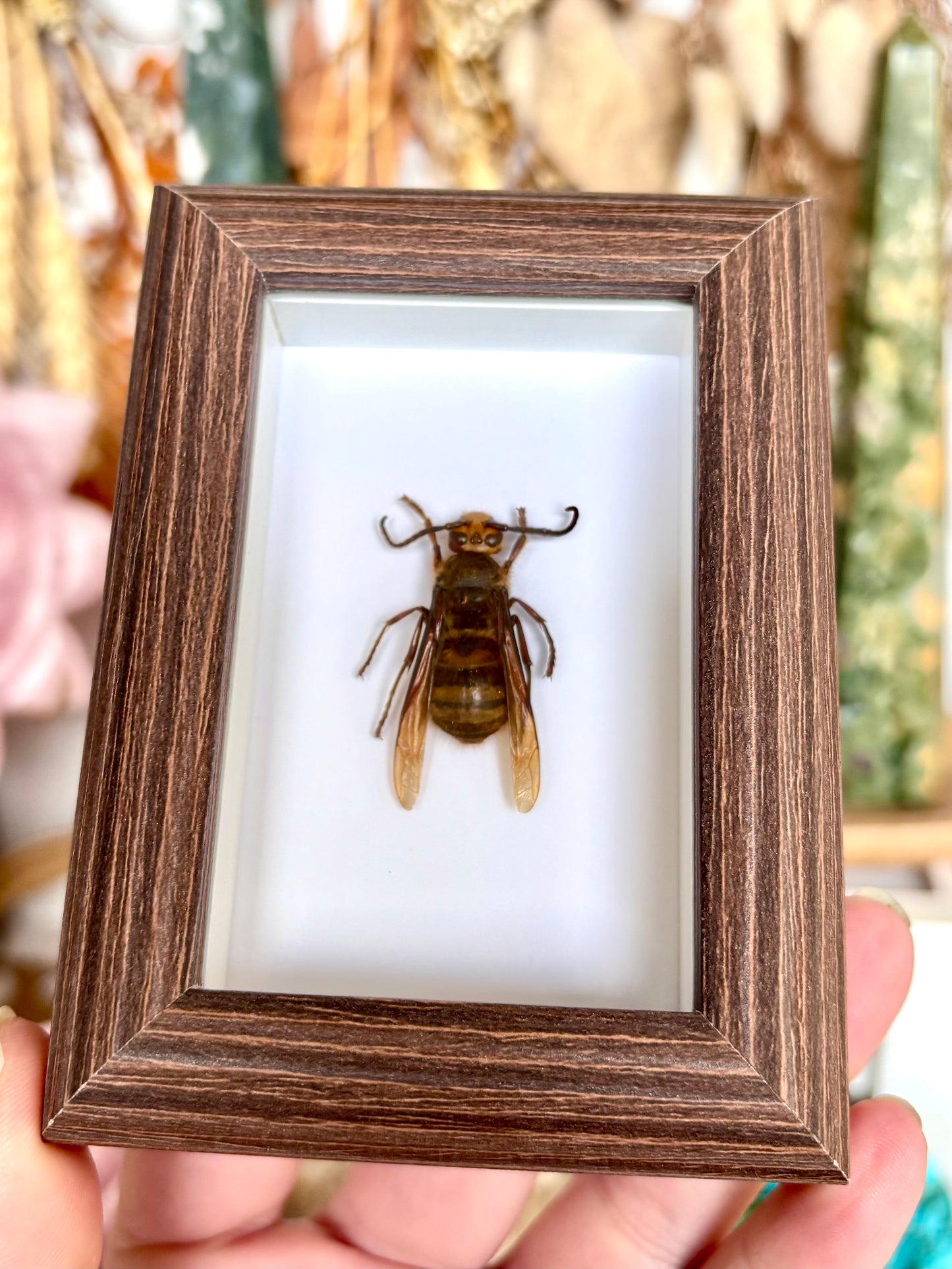 European Hornet (Vespa Crabro)