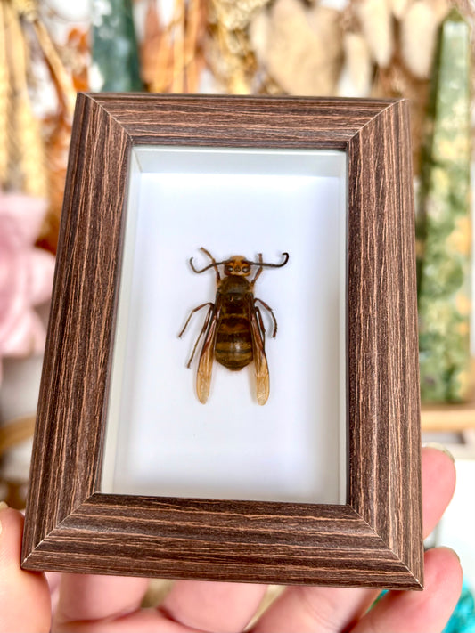 European Hornet (Vespa Crabro)