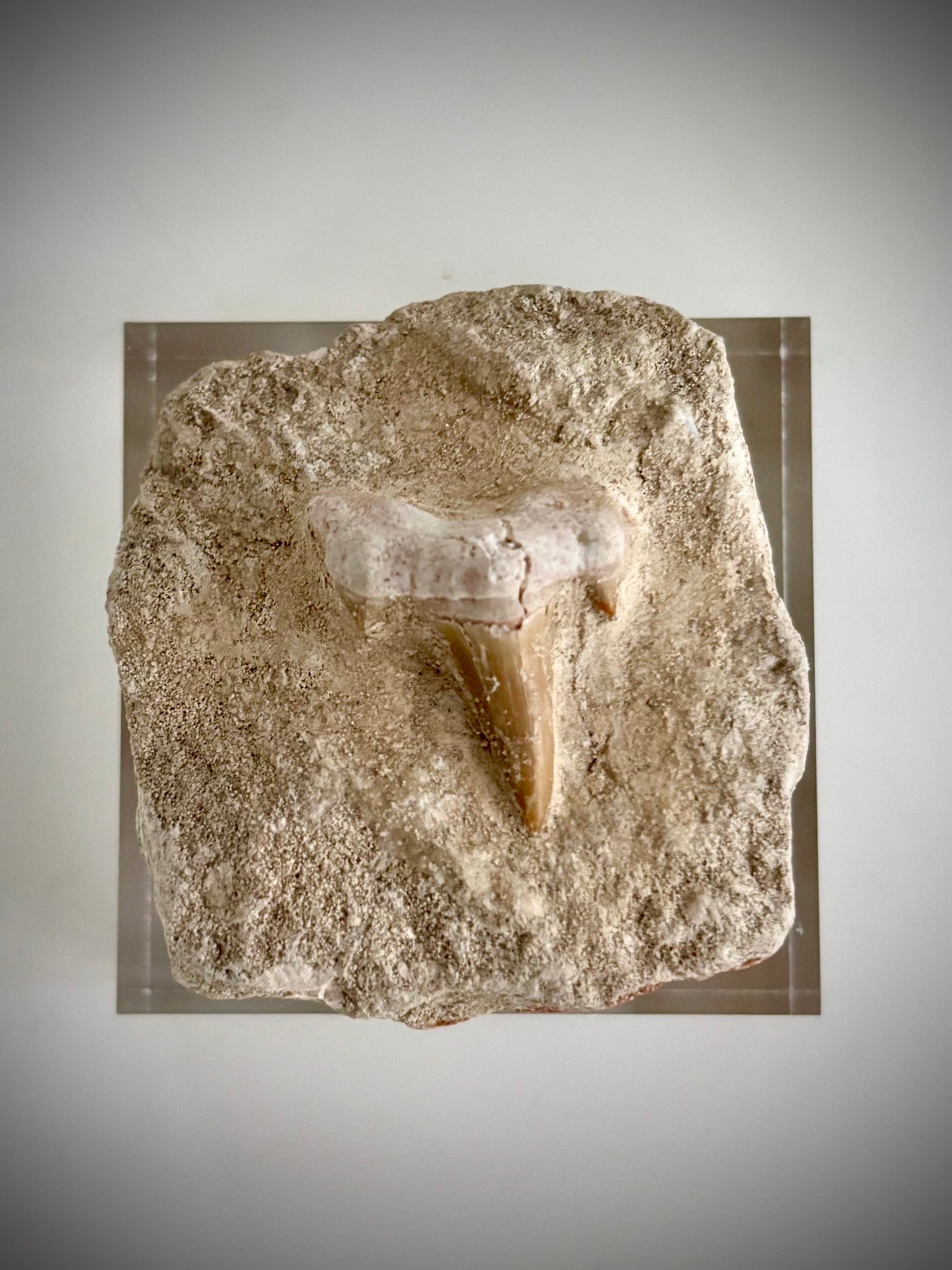 Fossilised Otodus Obliquus Shark Tooth in Limestone Matrix