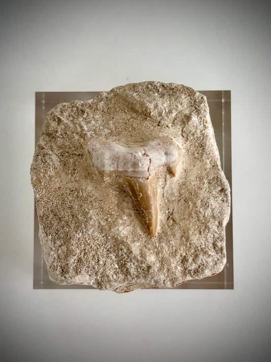 Fossilised Otodus Obliquus Shark Tooth in Limestone Matrix