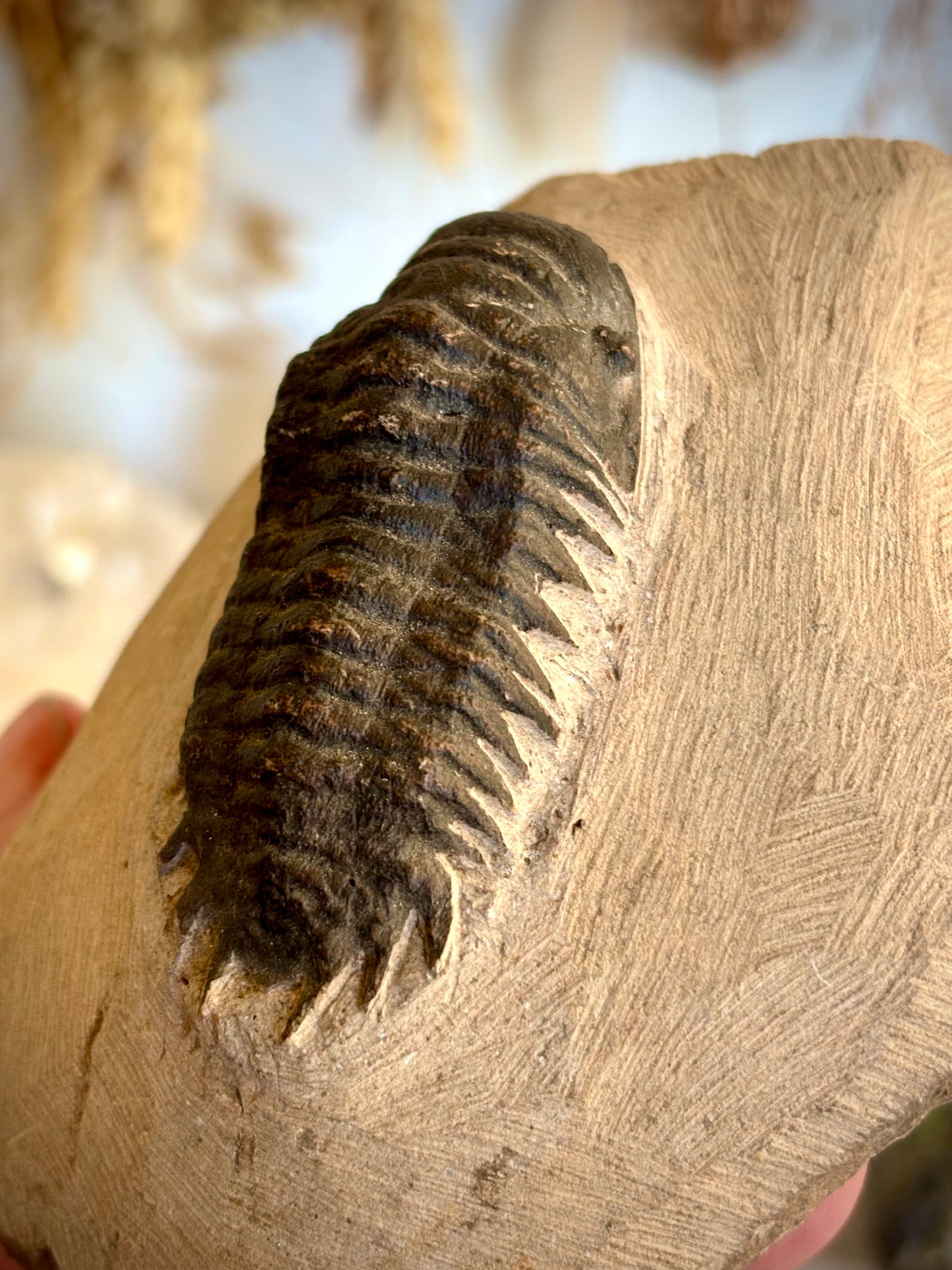 Crotalocephalina Trilobite Fossil