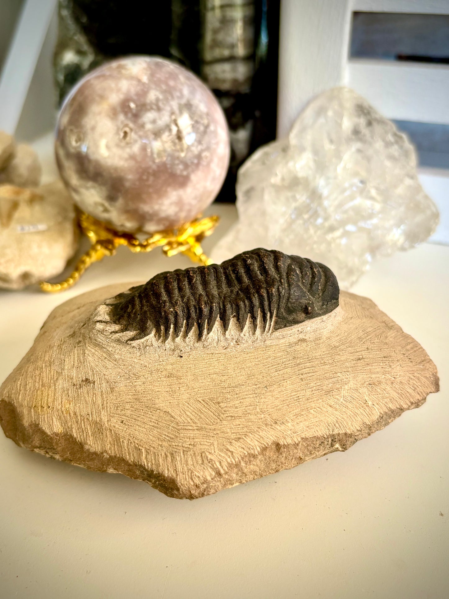 Crotalocephalina Trilobite Fossil