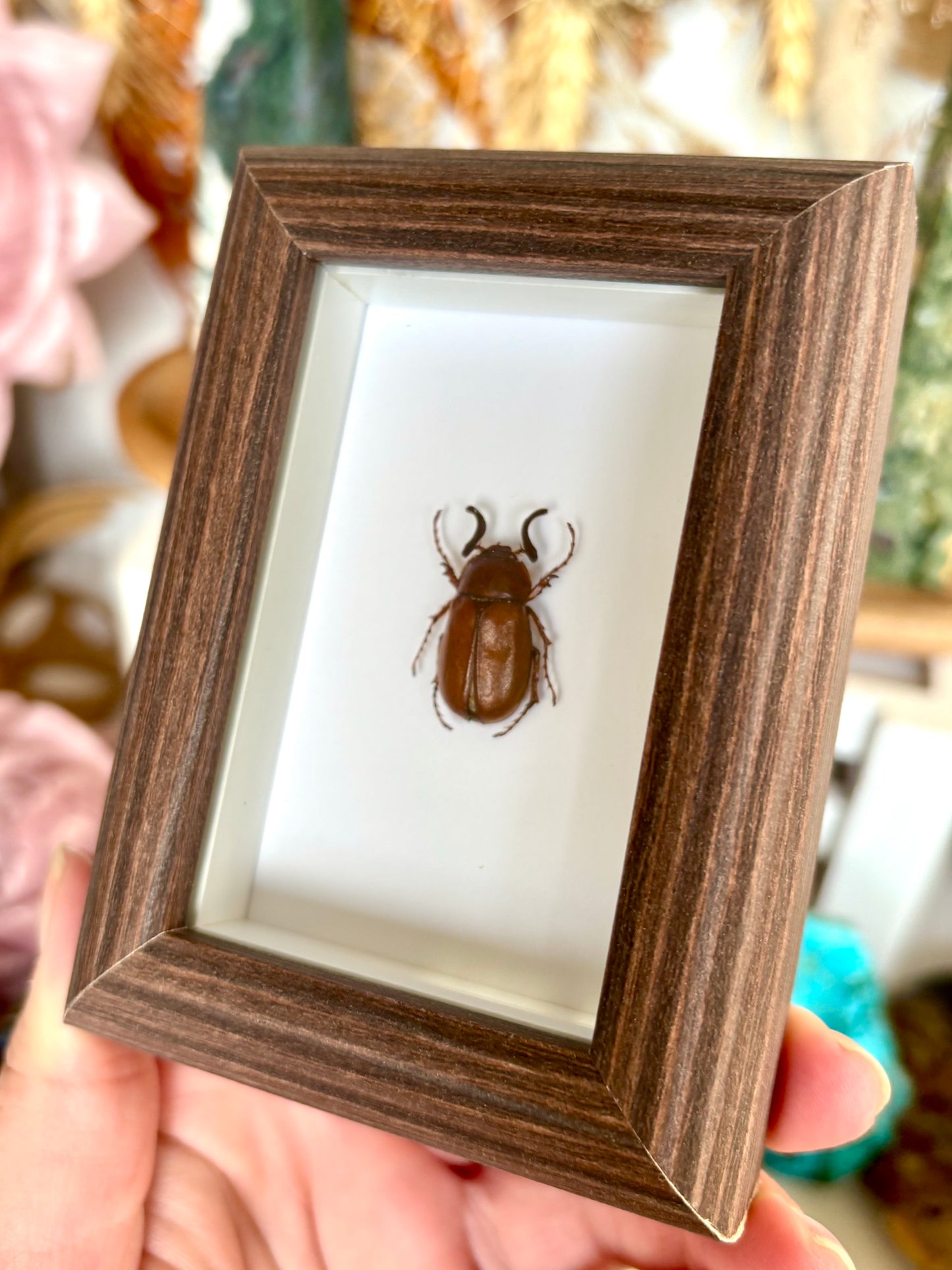 European Chafer Beetle