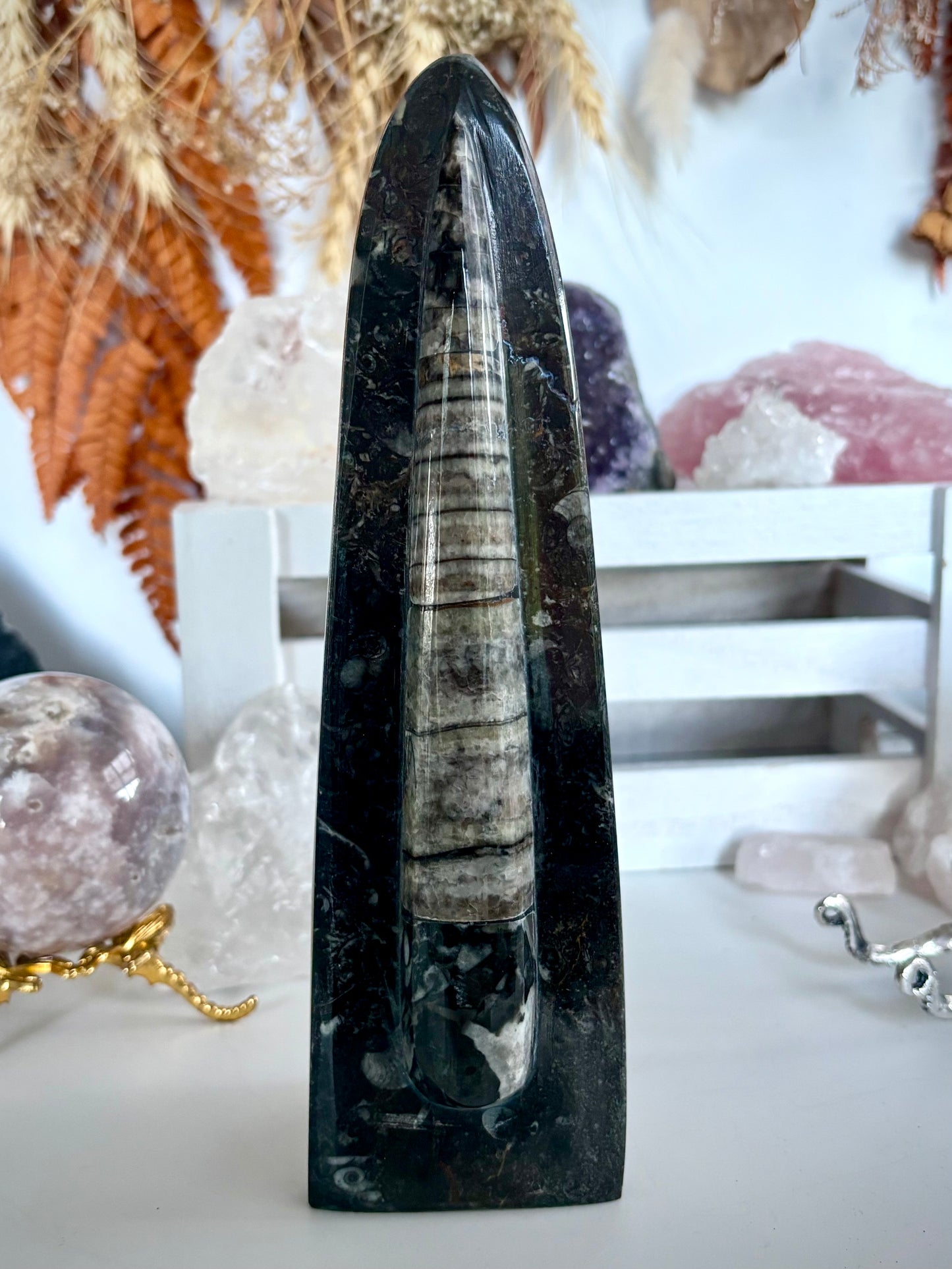 Standing Orthoceras Horn Fossil