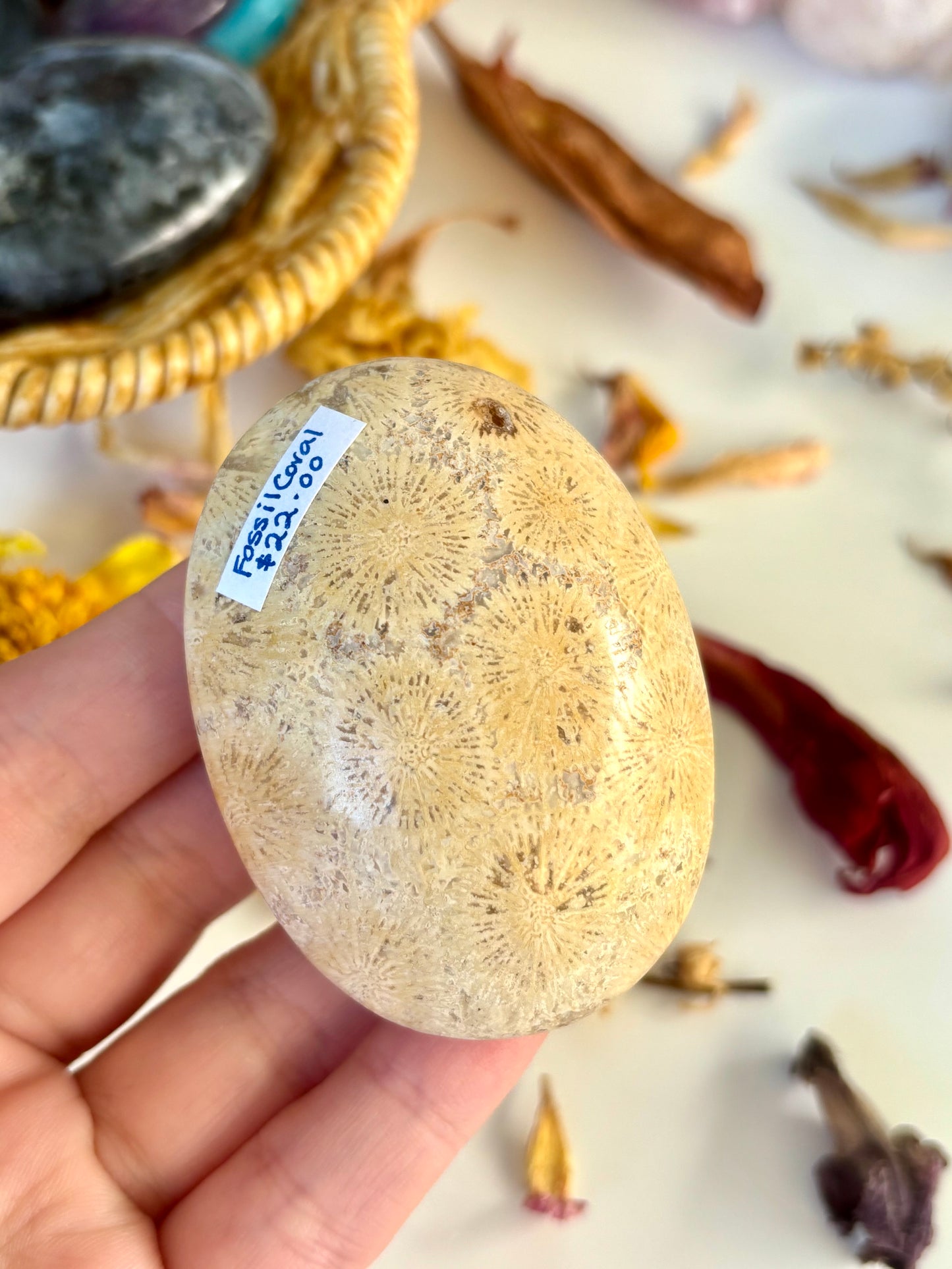 Fossil Coral Palm