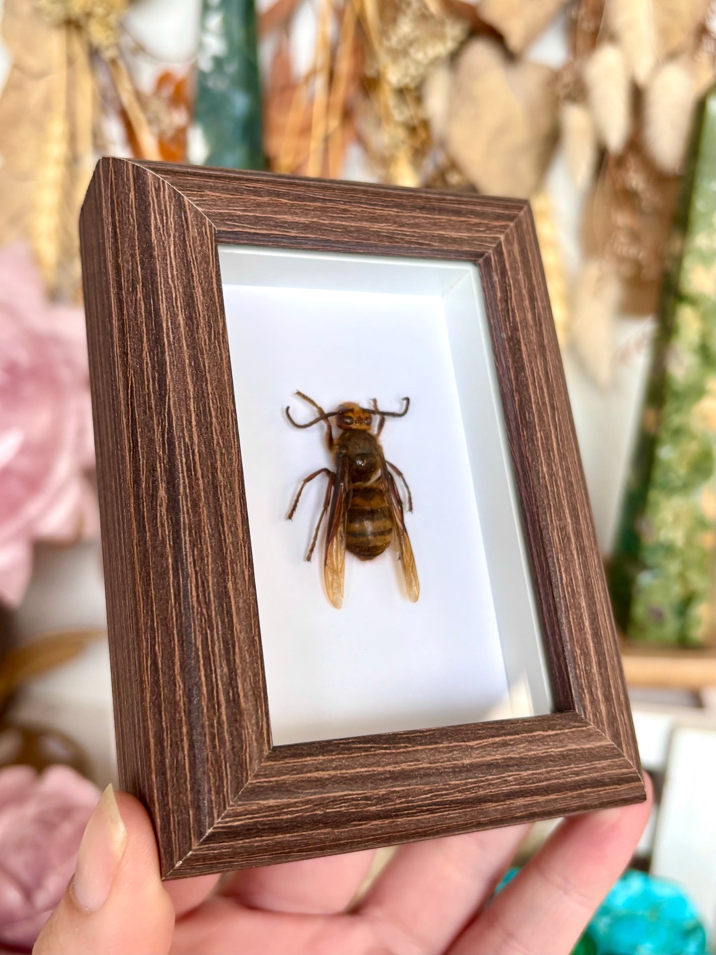 European Hornet (Vespa Crabro)