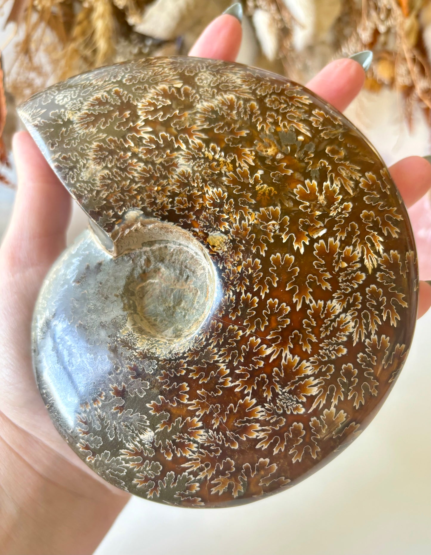 Large Ammonite