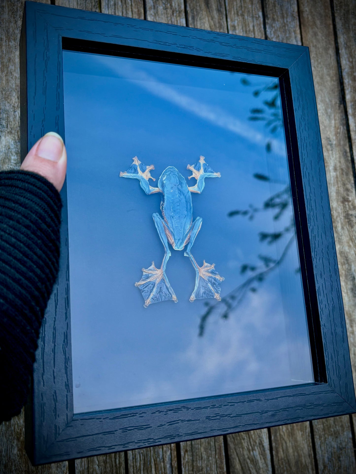 Black Webbed Tree Frog