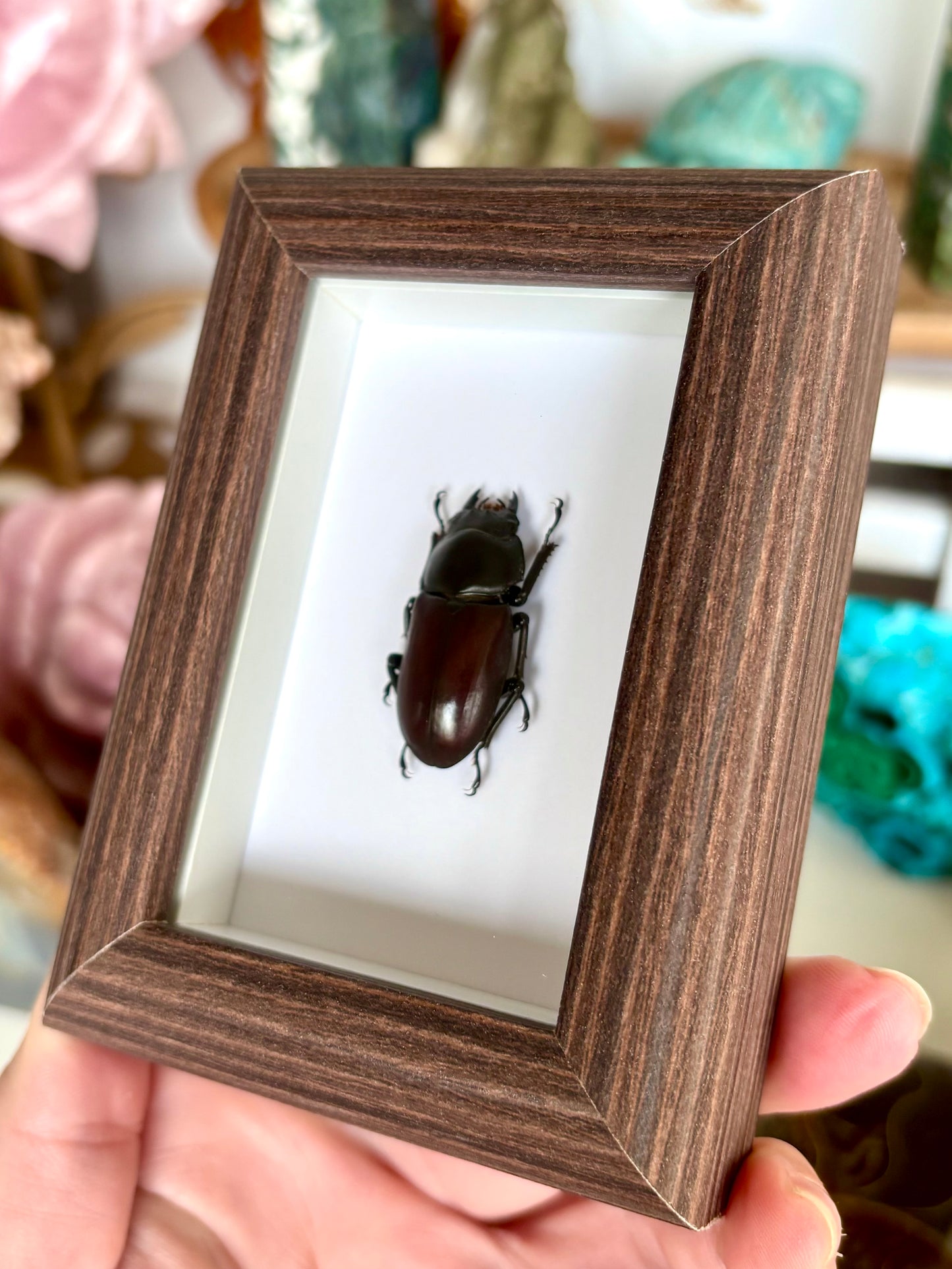 Rainbow Stag Beetle (Lucanidae)