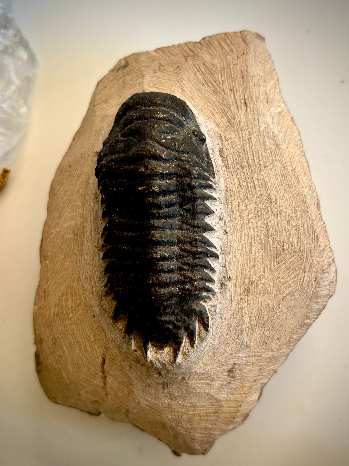 Crotalocephalina Trilobite Fossil