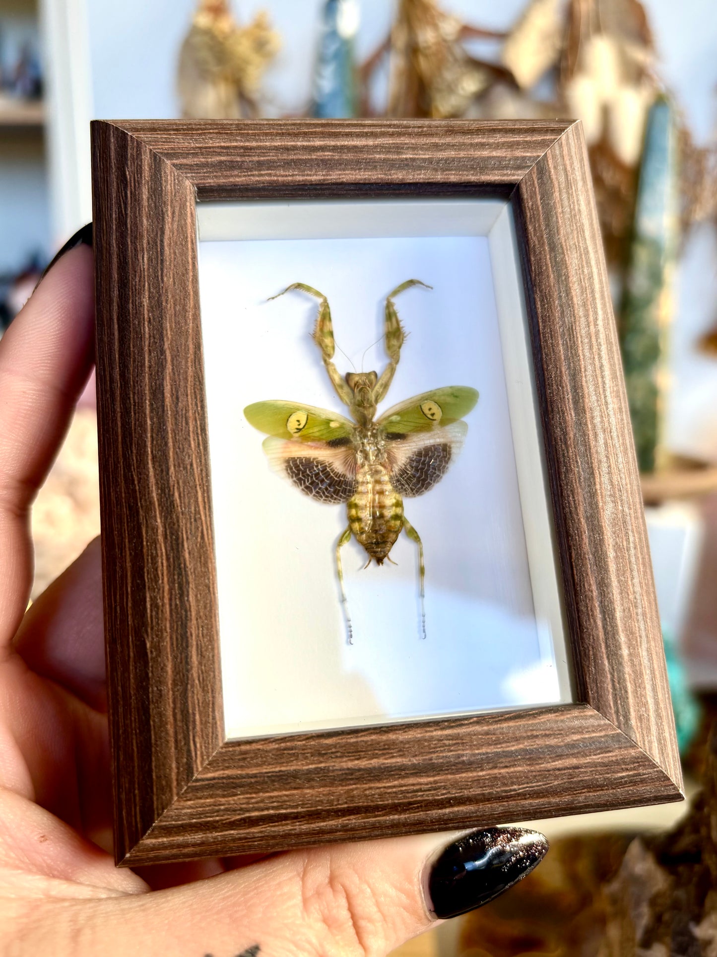 Jeweled Flower Mantis (Creobroter gemmatus)