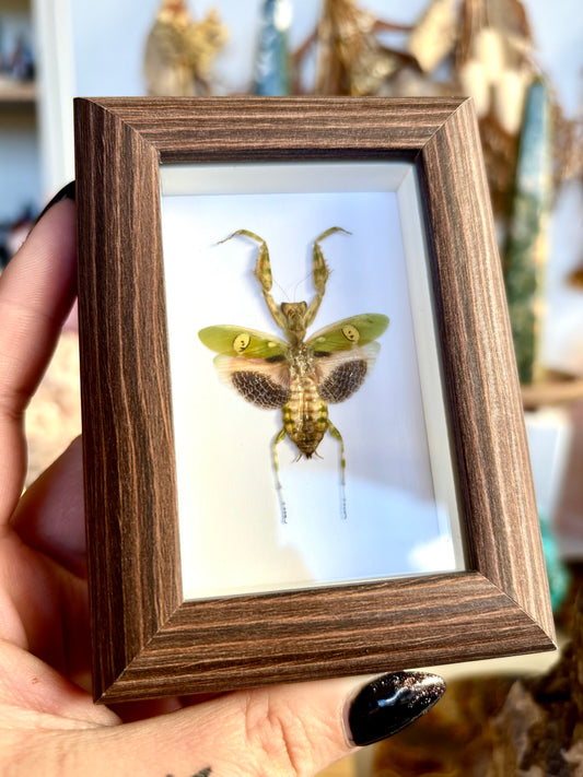 Jeweled Flower Mantis (Creobroter gemmatus)