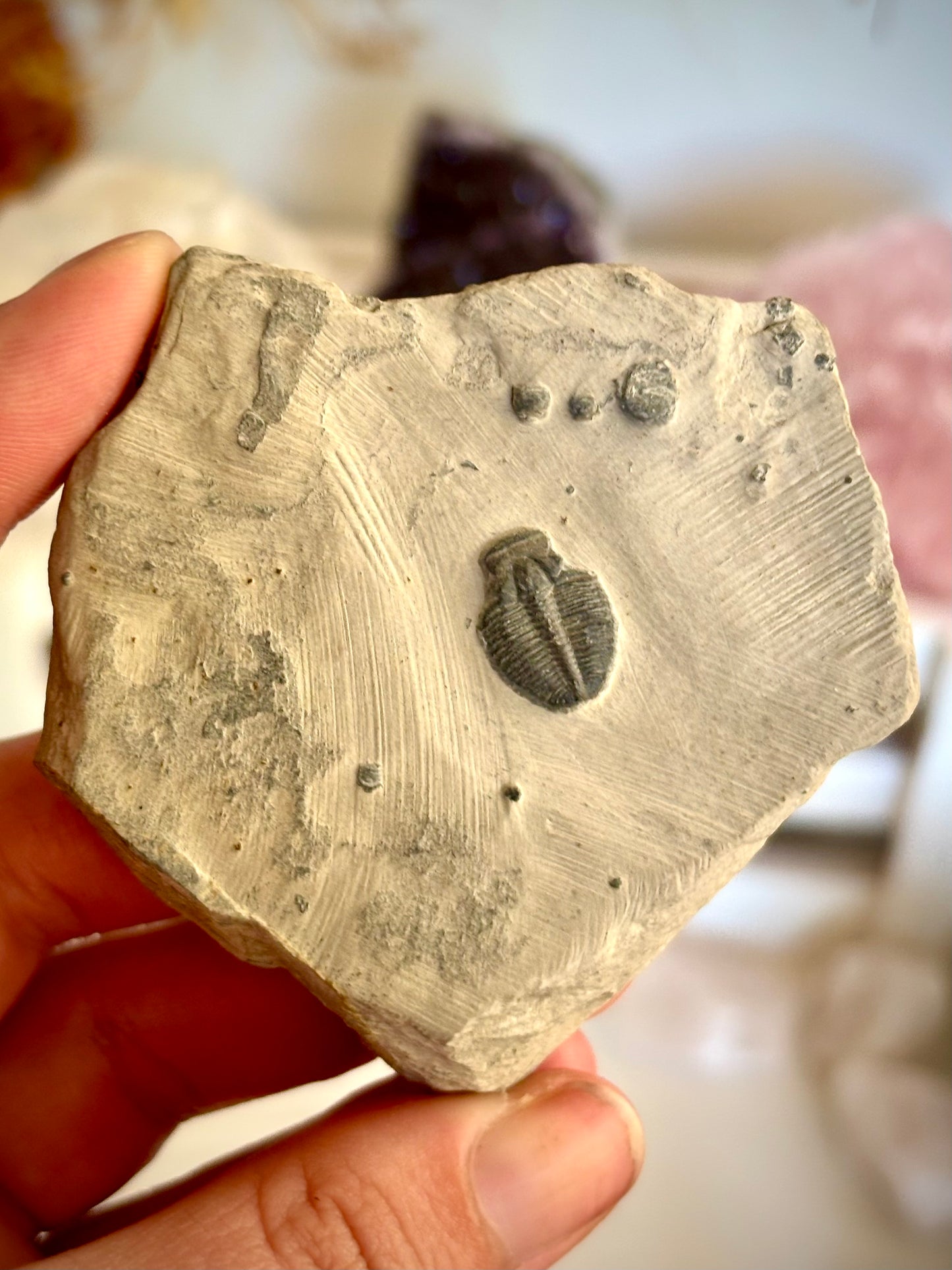Elrathia Kingii Trilobite Fossil