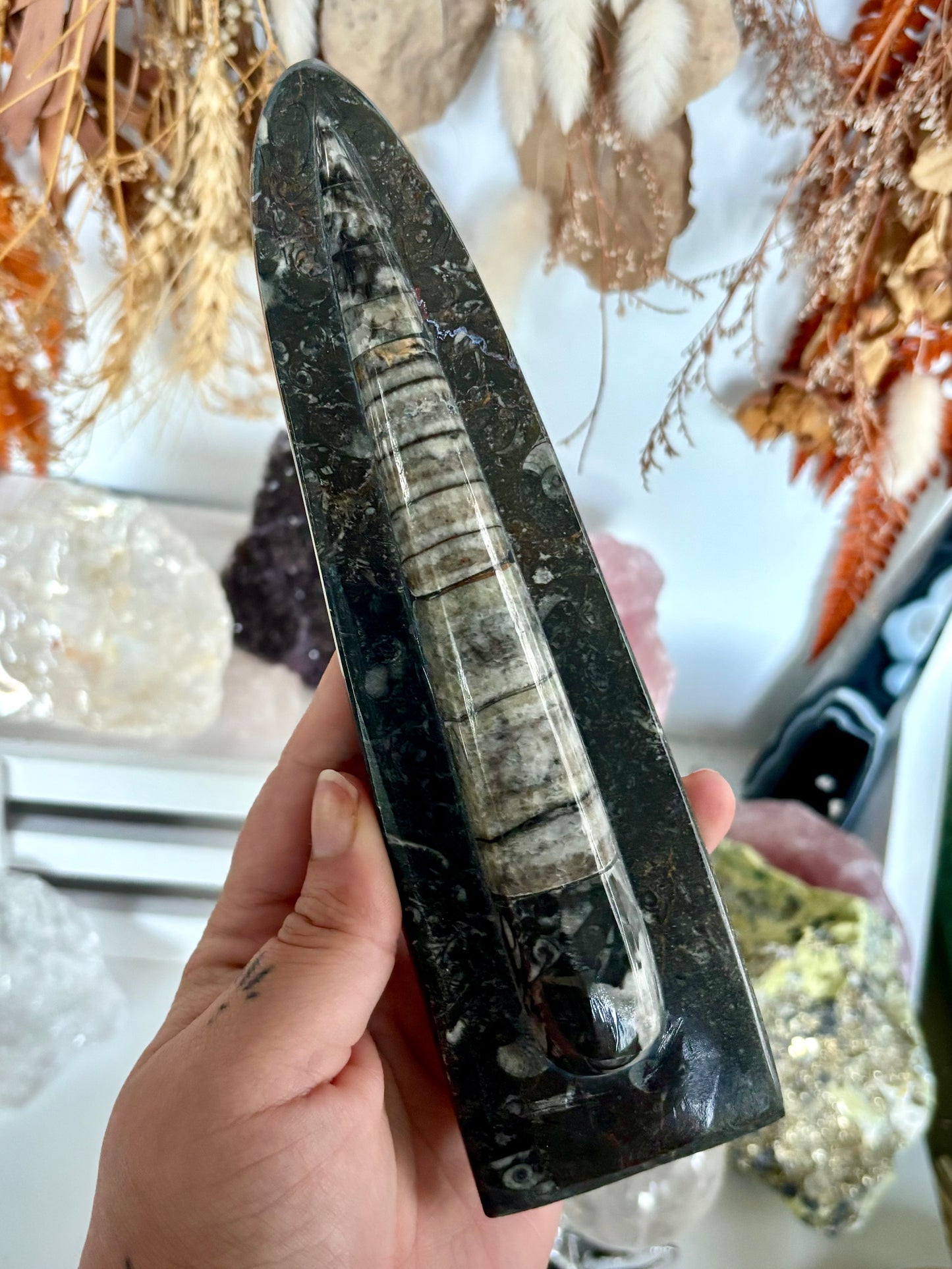Standing Orthoceras Horn Fossil